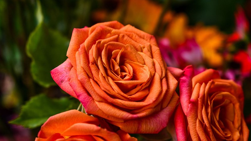 Ảnh hoa hồng cam - 13 (Kích thước: 1920 x 1080)