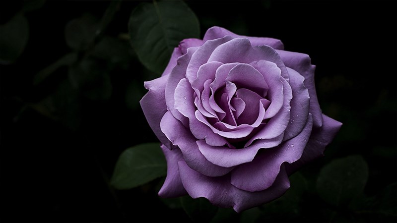Ảnh hoa hồng tím - 16 (Kích thước: 1920 x 1080)