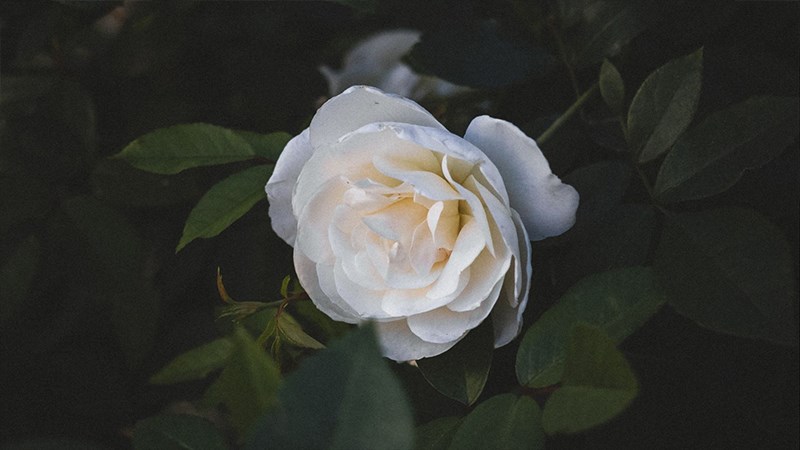 Ảnh hoa hồng trắng - 17 (Kích thước: 1920 x 1080)