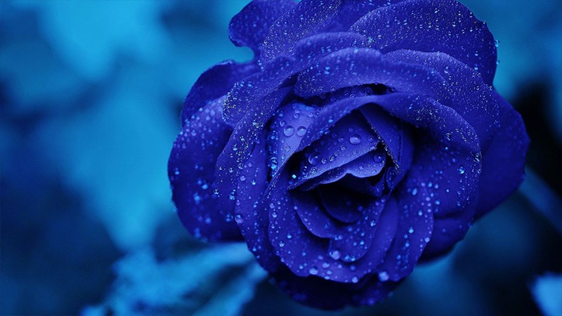 Ảnh hoa hồng xanh - 21 (Kích thước: 1920 x 1080)