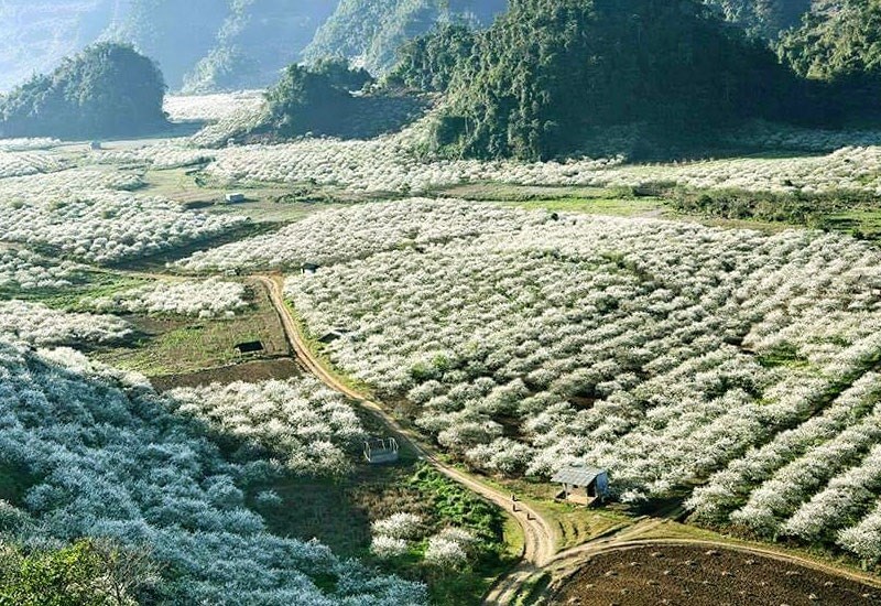 Mộc Châu