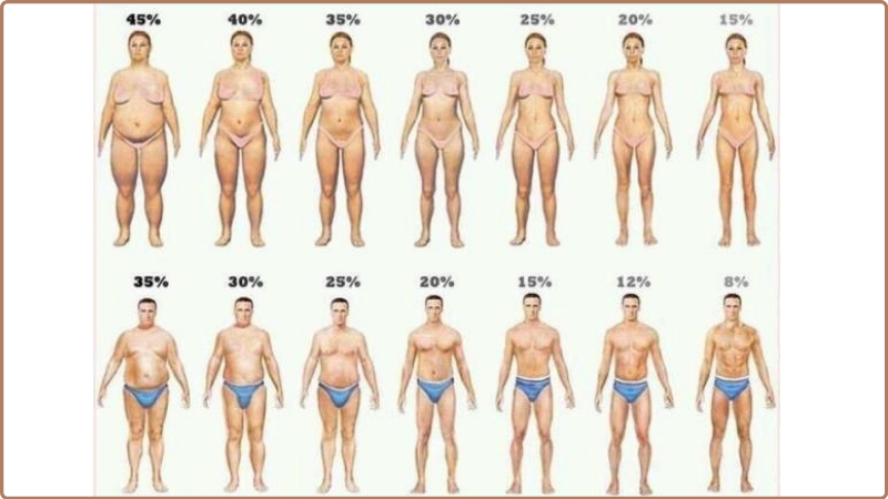 Phần trăm mỡ thừa trong cơ thể