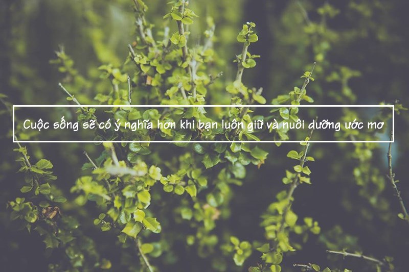 Ý nghĩa cuộc sống