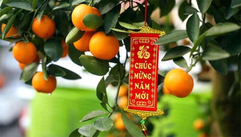 Quất sum xuê tượng trưng cho sự sung túc
