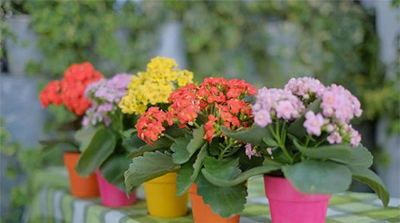 Cây sống đời mang lời chúc trường thọ