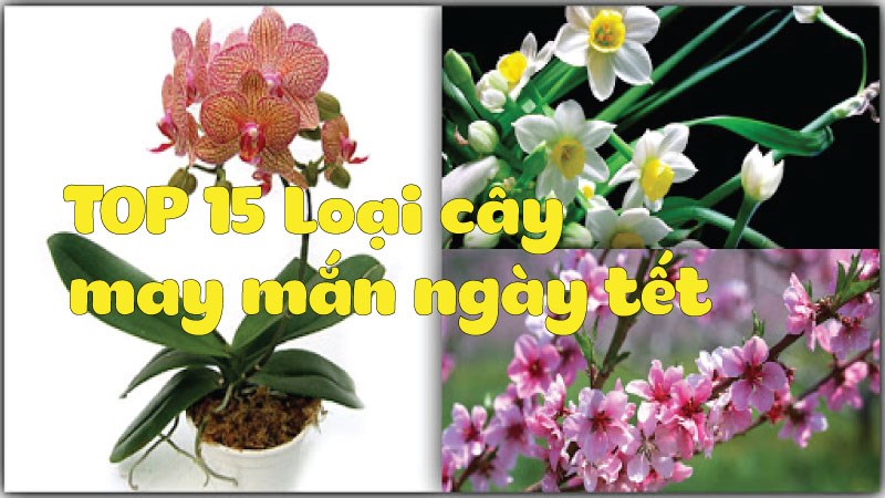 Top 15 hoa trưng trong ngày tết