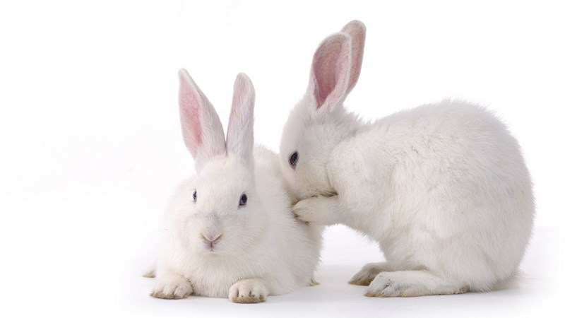 Con thỏ trắng được xem là biểu tượng của sự thuần khiết và may mắn. Hãy cùng khám phá những ảnh thỏ trắng hay nhất, mang đến không gian đầy sức sống và tươi mới cho cuộc sống của bạn.