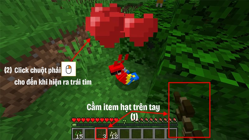 Vẹt th&iacute;ch ăn c&aacute;c loại hạt 