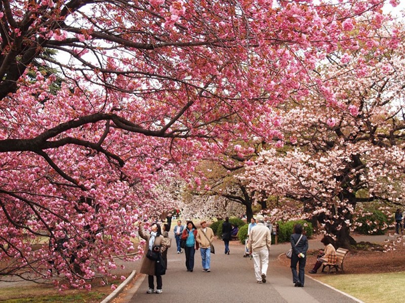 Biểu tượng của mùa xuân đến