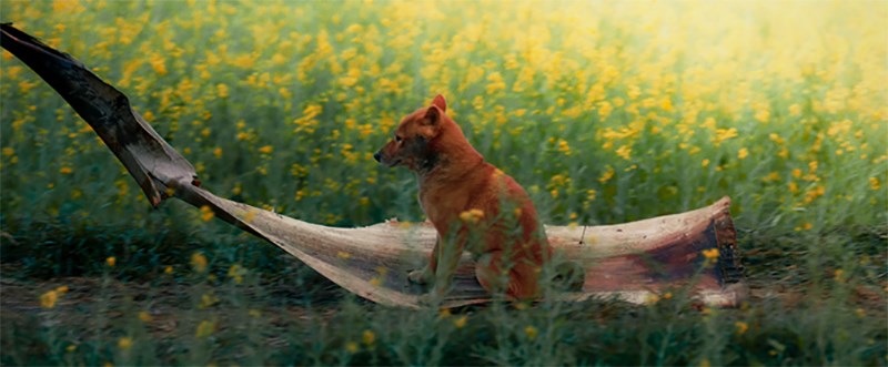 Hình ảnh của Cậu Vàng trong phim