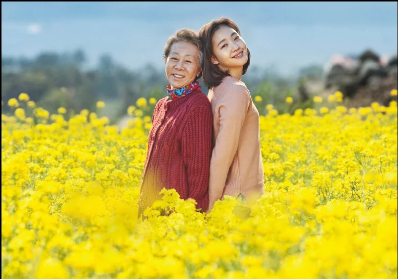 Canola - Hoa cải vàng