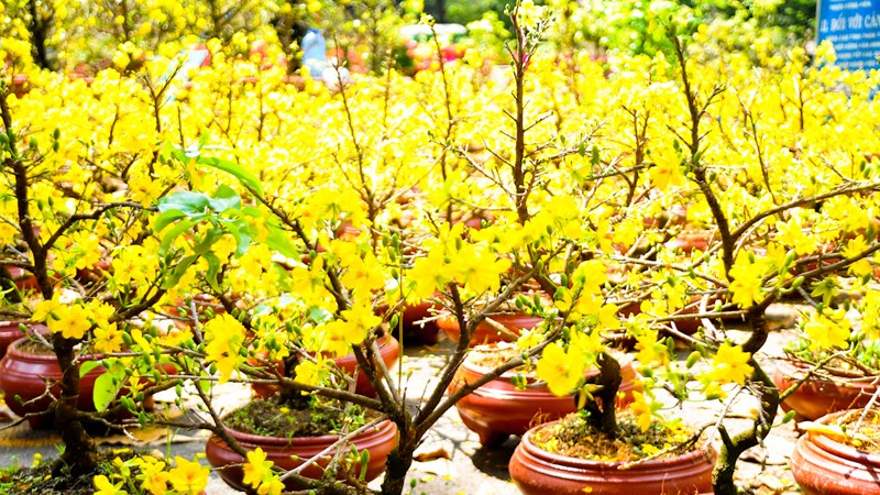 Mua sắm thức ăn, hoa quả Tết