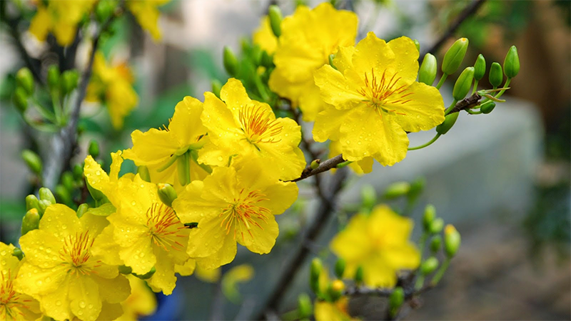 Apricot blossom (Hoa Mai)
