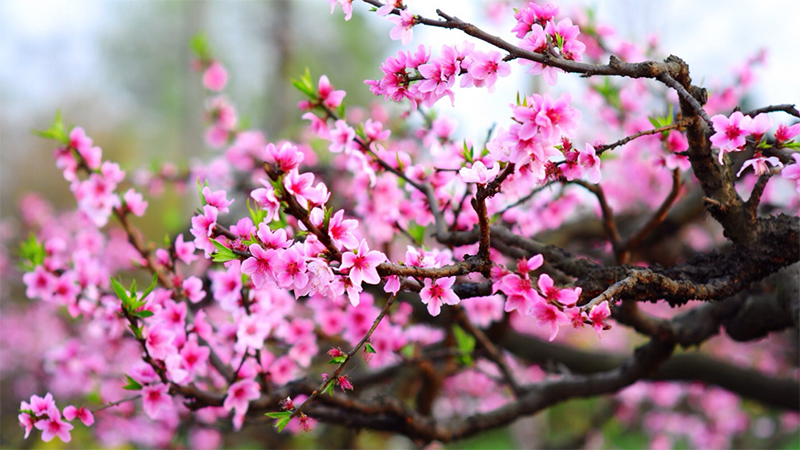 Peach blossom (Hoa đào)