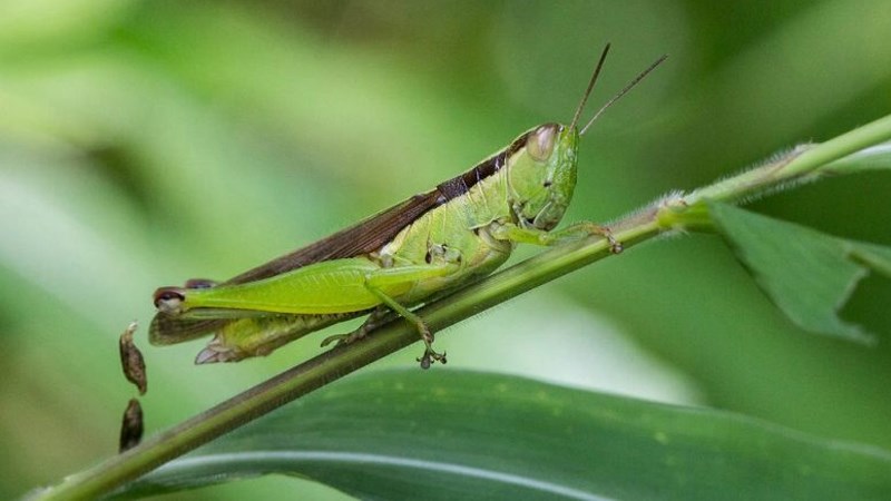 Côn trùng nhỏ lạc vào nhà