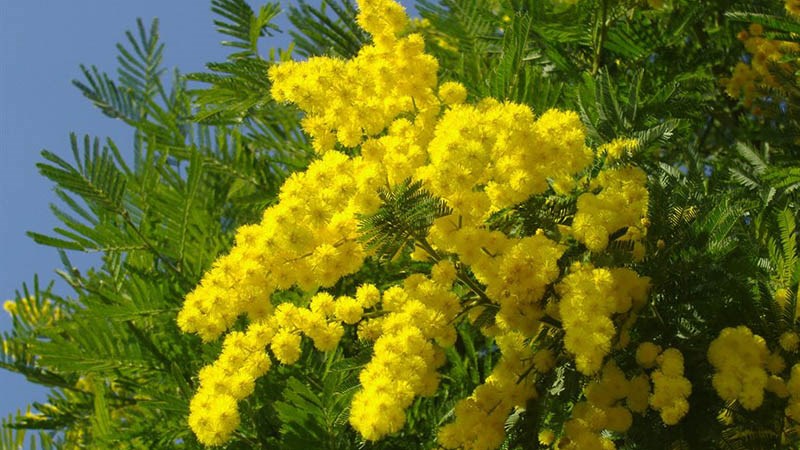 Hoa mimosa Hoa mimosa
