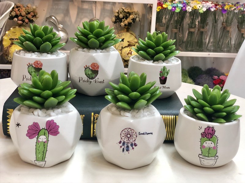 Tặng cây để bàn