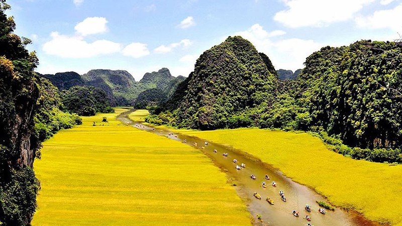 Mùa lúa chín vàng ở Tam Cốc