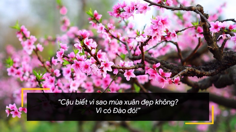 Cậu biết vì sao mùa xuân đẹp không? - Vì có Đào đó!