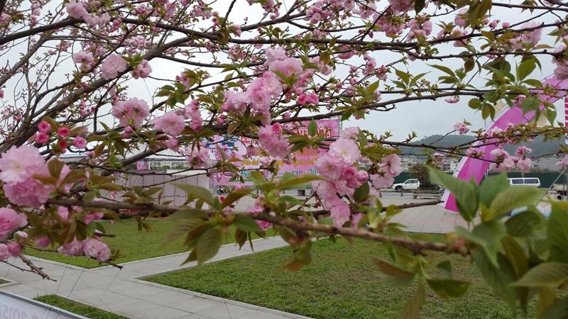 Tham gia lễ hội Hoa anh đào - Mai vàng Yên Tử tháng 3