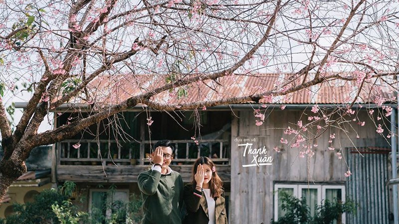 Cùng người mình thương ngắm những con đường hoa anh đào nở rộ