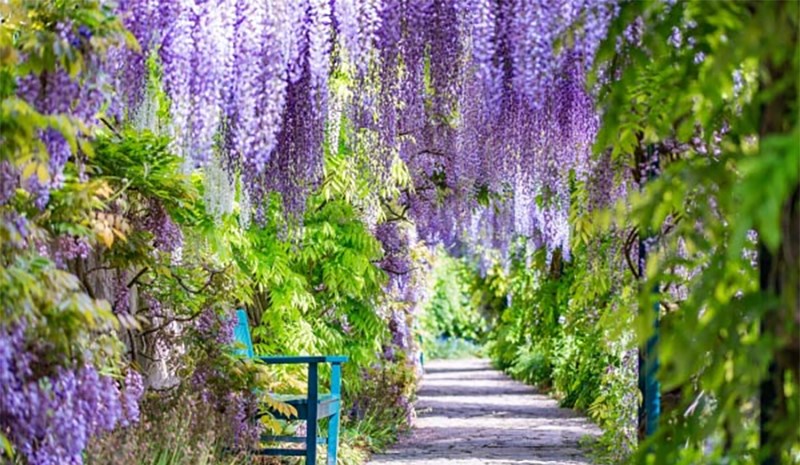 Phòng trà bao phủ bởi hoa Wisteria