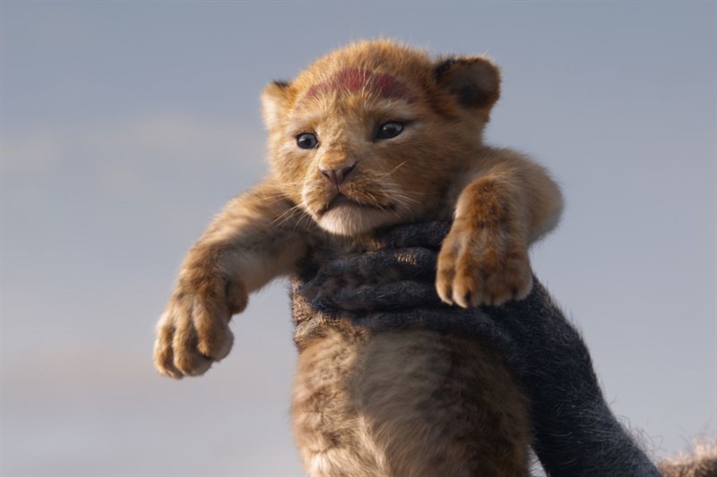Sư tử Simba lúc nhỏ