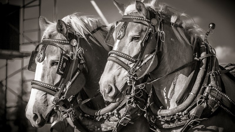 mã lực chính là sức ngựa.