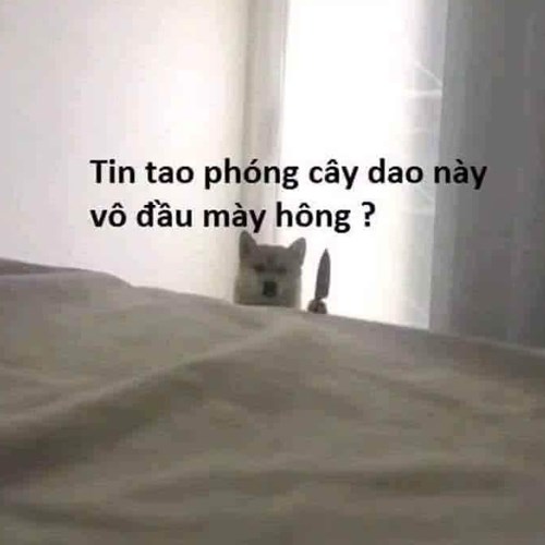 Meme chó tức giận 8