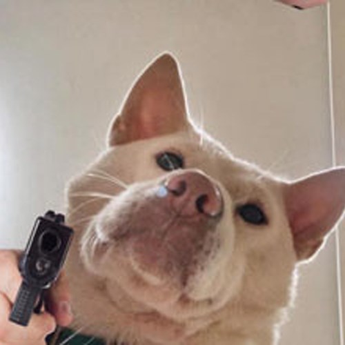 Meme chó cầm súng 9