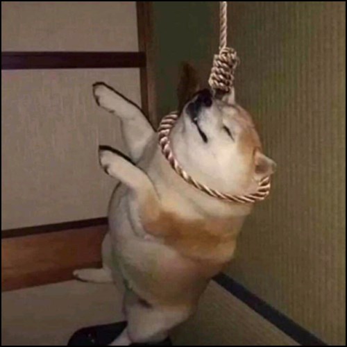 Meme chó hài hước, bựa 9