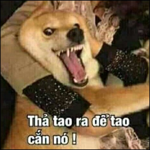 Meme chó hài hước, bựa 3