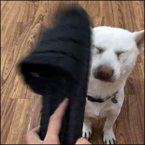 Meme chó đáng yêu 12