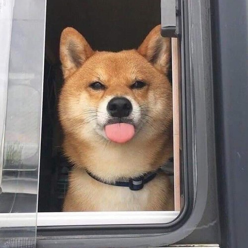 Meme chó dễ thương 5