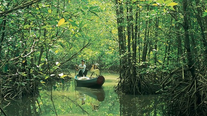 Ngồi thuyền băng qua những khu rừng ngập mặn là một trong những trải nghiệm vô cùng thú vị