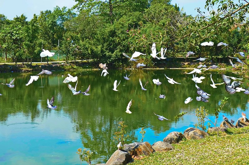Cò trắng và chim trong khu du lịch Lan Vương