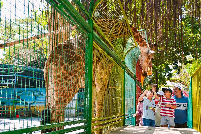Các bé vui chơi cùng hươu cao cổ tại Đầm Sen