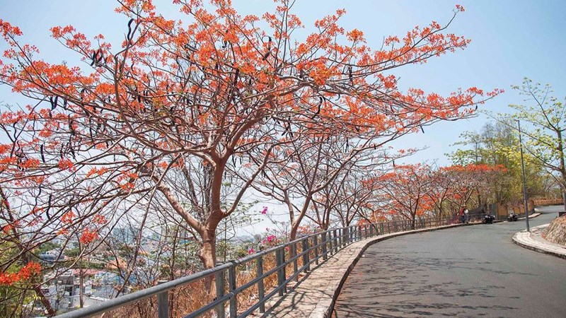 Đường lên Ngọn Hải Đăng