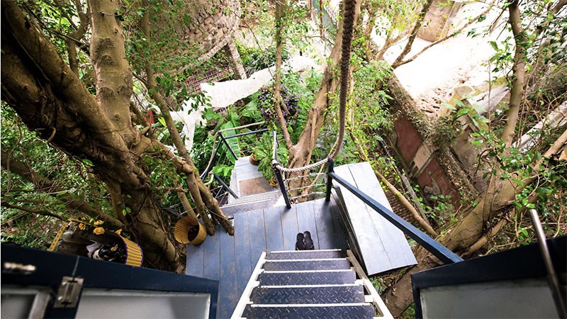 Homestay trên cây Hà Nội 