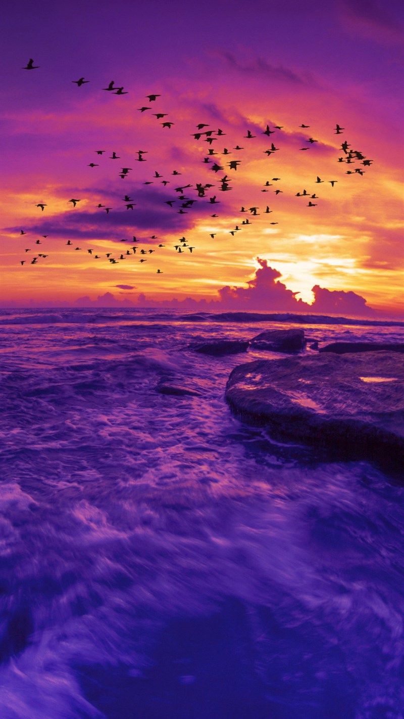 ảnh Hải âu Vào Lúc Bình Minh Trên Biển Buổi Sáng Tải Xuống Miễn Phí, ảnh  hình nền máy tính, mặt biển, đỏ đẹp Trên Lovepik