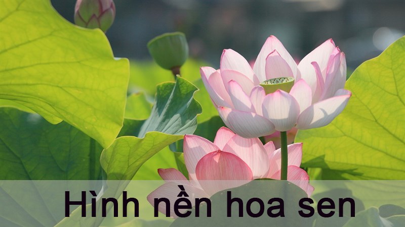 Hình Nền Hình Nền điện Thoại Di động Của Lotus, HD và Nền Cờ đẹp cây, hoa  sen, hà lan để Tải Xuống Miễn Phí - Lovepik