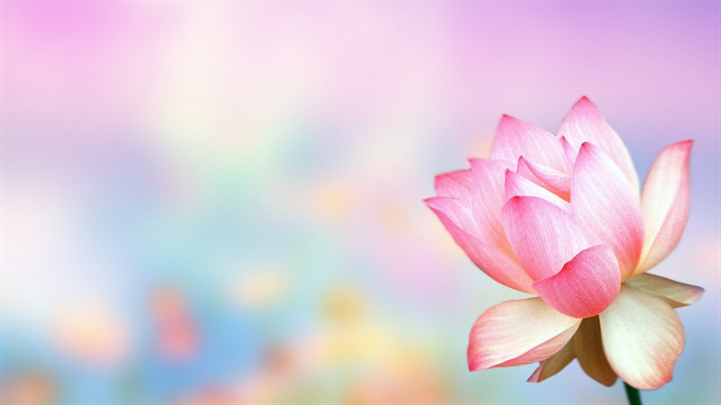 Hình ảnh hoa sen là biểu tượng của sự tinh khiết và thanh lịch trong văn hóa Việt Nam. Hãy chiêm ngưỡng những bức ảnh hoa sen tuyệt đẹp để truyền cảm hứng và bình yên cho cuộc sống của bạn.