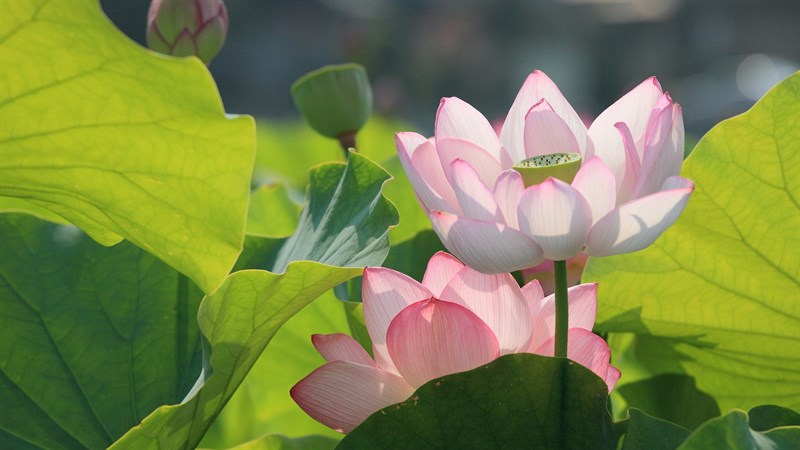 50 bài thơ về hoa sen hay, hình ảnh hoa sen đẹp 4k mới nhất2023 - BlogAnChoi