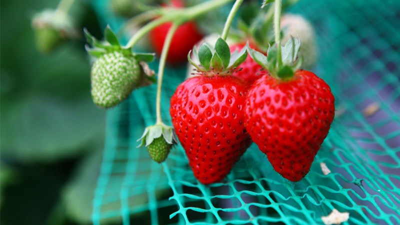 Vườn dâu Gaubu Strawberry