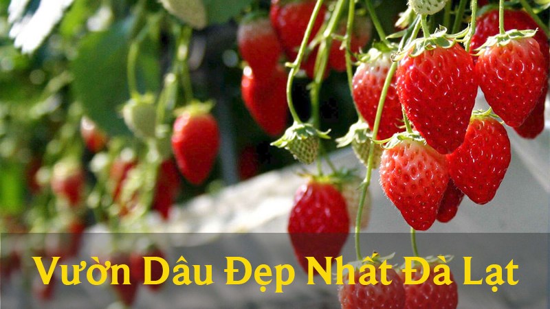11 vườn dâu đẹp nức tiếng ở Đà Lạt check - in 