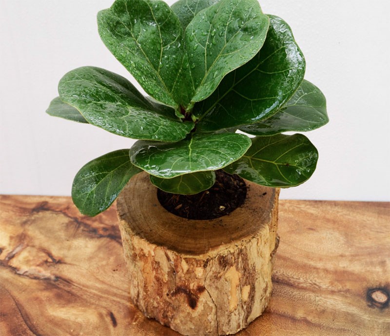 Chậu cây cùng lời nhắn Chậu cây cùng lời nhắn