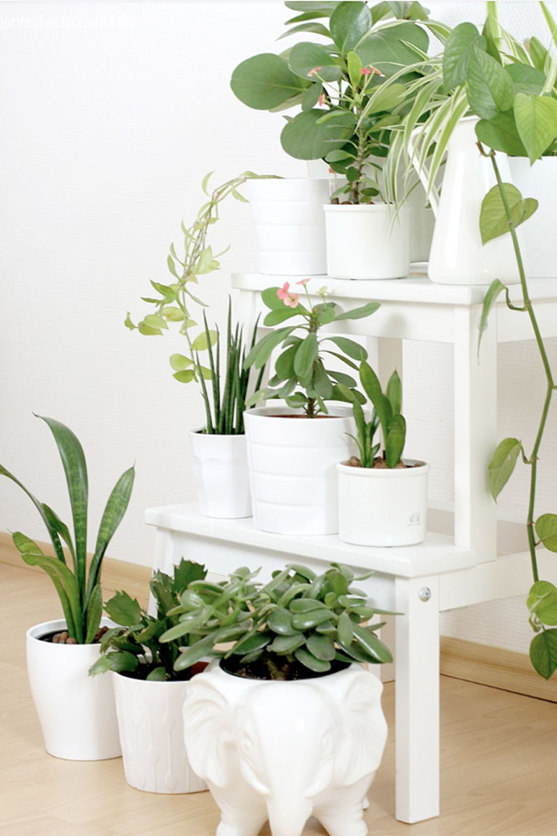Chậy cây nhỏ