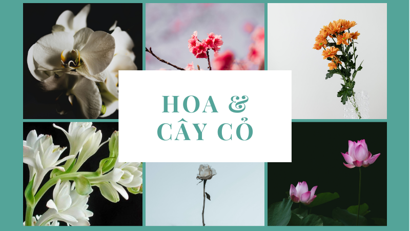 Bố mẹ có thể đặt tên con theo các loài hoa để mong muốn con trở nên xinh đẹp