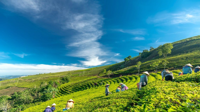 Cầu Đất 