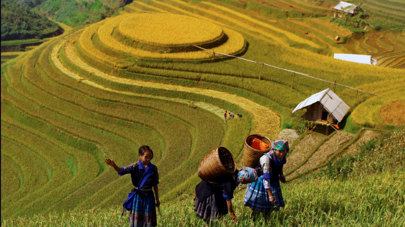 Ruộng bậc thang La Pán Tẩn